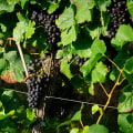 The Challenges and Rewards of Growing Grapes in Western Washington