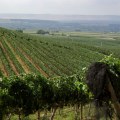 The Hidden Gem of Western Washington: A Wine Lover's Paradise