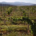 The Impact of Weather on Grape Production in Western Washington