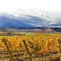 The Impact of Soil Composition on Wine Production in Western Washington