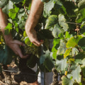 Exploring the Unique Grape Varietals of Western Washington