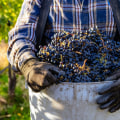 The Growing Popularity of Western Washington Vineyards