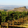 The Rise of Vineyards in Western Washington