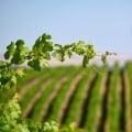 The Regulations and Restrictions for Vineyards in Western Washington: An Expert's Perspective