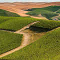 The Hidden Gem of Western Washington: A History of Vineyards and Winemaking