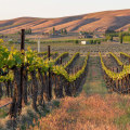 Uncovering the Hidden Gem of Western Washington's Vineyards