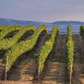 The Sustainable Vineyards of Western Washington