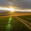 The Perfect Climate for Vineyards in Western Washington