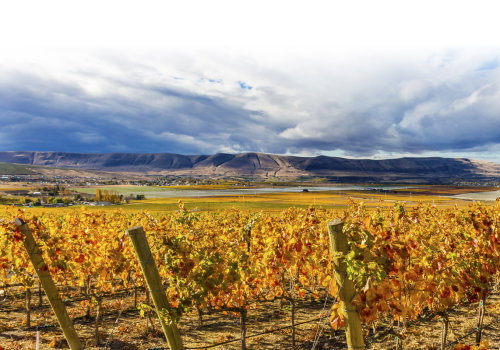 The Secrets of Vineyards in Western Washington