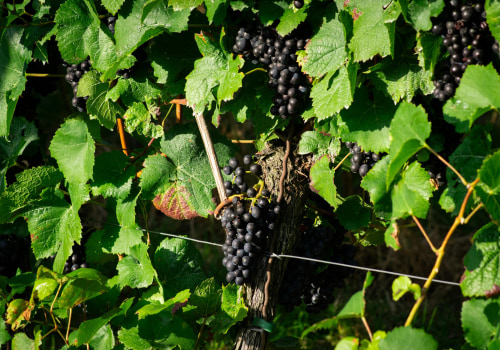 The Challenges and Rewards of Growing Grapes in Western Washington