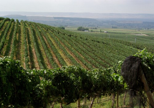 The Hidden Gem of Western Washington: A Wine Lover's Paradise