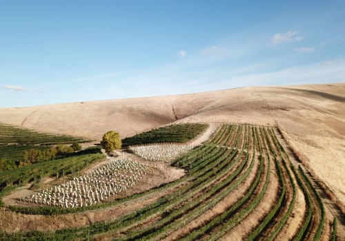 Exploring the Vineyards of Western Washington