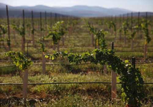 The Impact of Weather on Grape Production in Western Washington