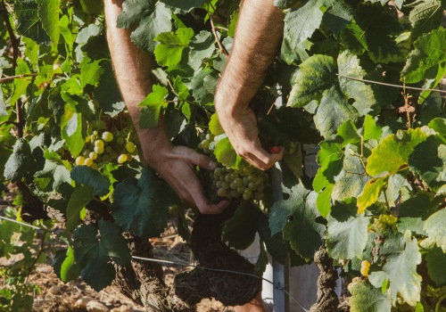 Exploring the Unique Grape Varietals of Western Washington