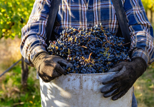 The Growing Popularity of Western Washington Vineyards