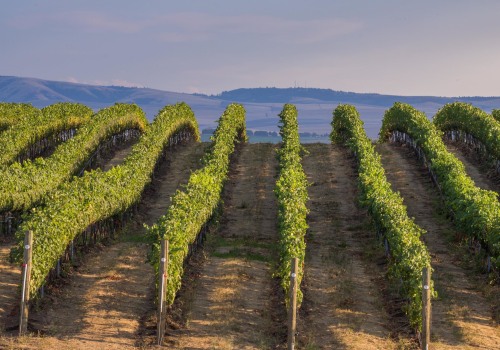 The Growing Wine Industry of Western Washington