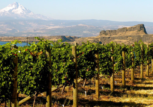 The Rise of Vineyards in Western Washington