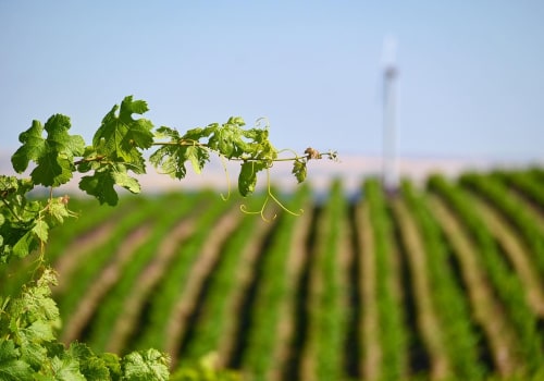 The Regulations and Restrictions for Vineyards in Western Washington: An Expert's Perspective