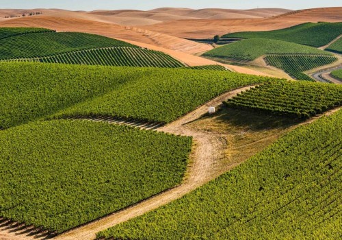The Hidden Gem of Western Washington: A History of Vineyards and Winemaking