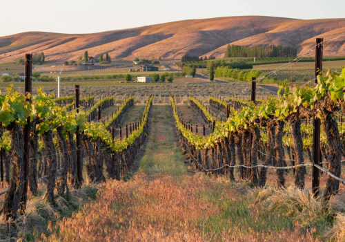 Uncovering the Hidden Gem of Western Washington's Vineyards
